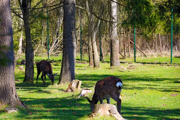 Gyönyörű Eszik Füvet Füvön Erdőben — Stock Fotó