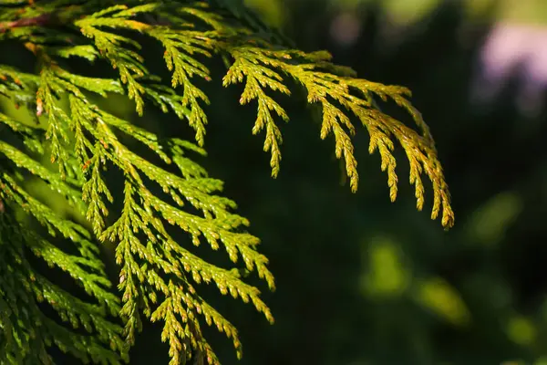 Close Young Green Branch Thuja Park — Stock Photo, Image