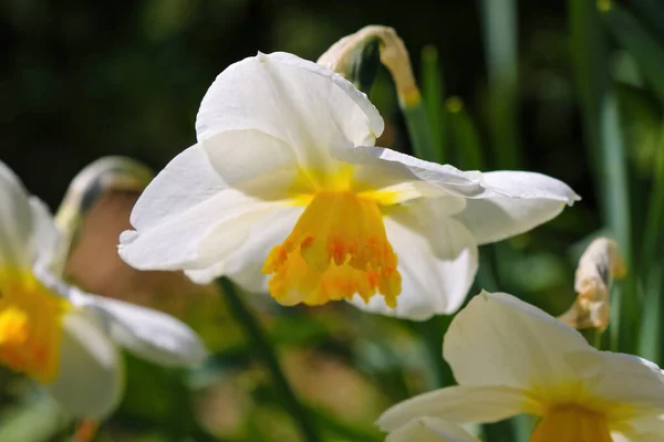 Белые Нарциссы Растут Лужайке Парке — стоковое фото