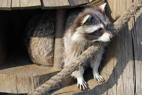 Rakun ahşap evinden uzağa bakıyor.