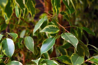 Kapalı alandaki bitkilerin parlak yeşil yaprakları