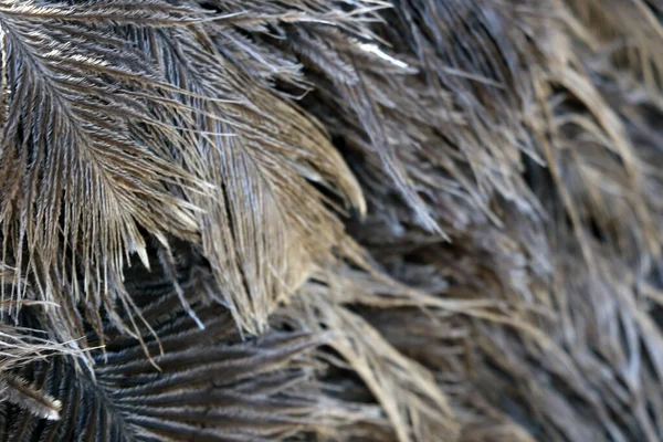 Desfocado Antecedentes Penas Aves Escuras — Fotografia de Stock