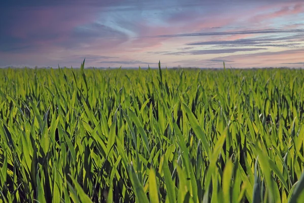 Зеленая Пшеница Ячменное Поле Сельское Хозяйство — стоковое фото
