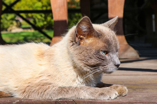 美しい国内の灰色の猫がポーチにあります — ストック写真