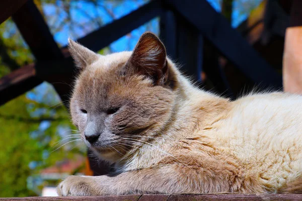 Primo Piano Gatto Domestico Grigio — Foto Stock