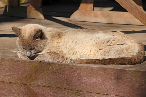 Belo Gato Doméstico Aquecendo Sol — Fotografia de Stock