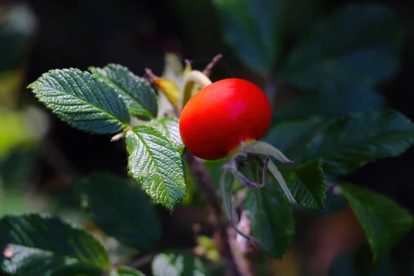 Red Rose Hips Close Garden — Stock Photo, Image