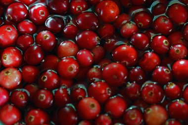 Kırmızı ekşi, sağlıklı kızılcık meyveleri. Tıpta kullanılır. Seçici odak