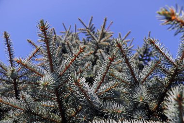 Güzel genç ladin dalları mavi gökyüzüne karşı