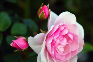 Bahçedeki güzel parlak gül goncalarının manzarası