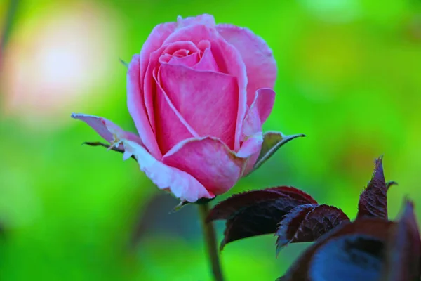 Rosa Rosa Flor Jardim Parque Primavera — Fotografia de Stock