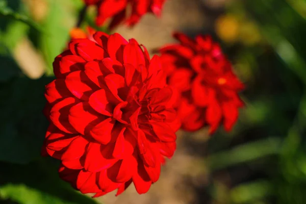 Vackra Röda Dahlia Blomma Blommar Trädgården — Stockfoto