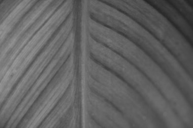 Siyah beyaz fotoğraf. Bitki yaprağı kapat, arkaplan