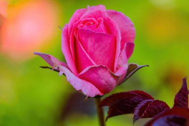 Bahçede güzel açan gül çiçekleri