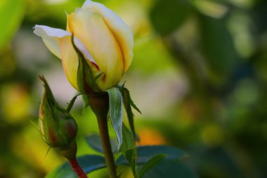 Sarı gül çiçeği baharda açar.