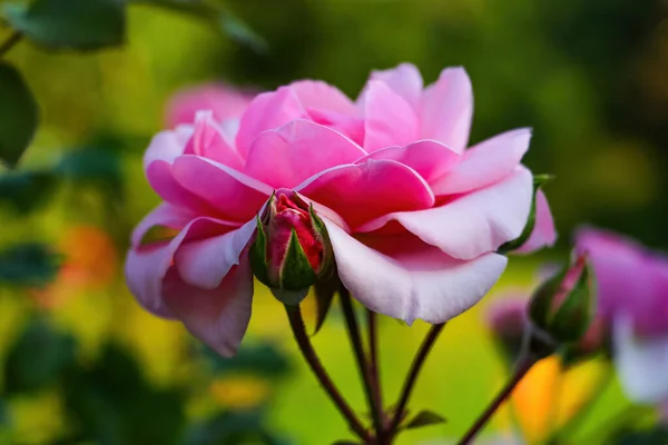 Schöne Blühende Rosenblüten Garten — Stockfoto