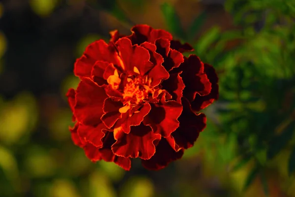 Κοντινό Πλάνο Του Κόκκινου Λουλουδιού Γαρύφαλλου Στον Κήπο — Φωτογραφία Αρχείου