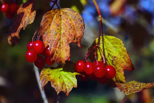 Mucchio Red Rowan Giardino Bacca Utile Utilizzato Medicina Cosmetologia — Foto Stock