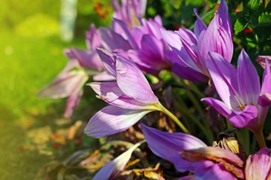 Güneşli bir bahar gününde çiçek açan parlak safran.