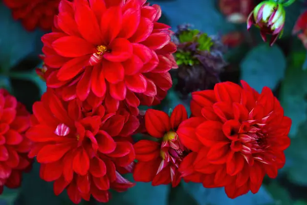 Röd Gerbera Blomma Blommar Trädgården — Stockfoto