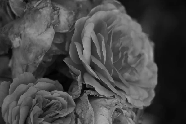 Top view of a rose. Black and white photo