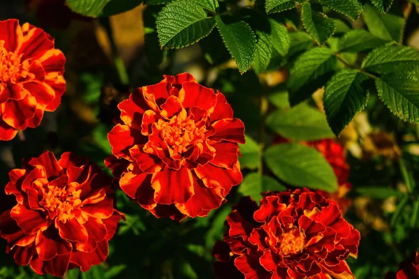 Κοντινό Πλάνο Των Ανθισμένων Marigolds Στον Κήπο — Φωτογραφία Αρχείου