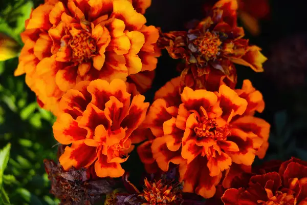 Vackra Ringblommor Blommar Rabatten Våren — Stockfoto