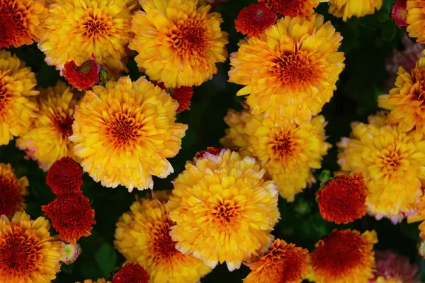 Mooie Goudsbloemen Bloeien Het Voorjaar Bloembed — Stockfoto