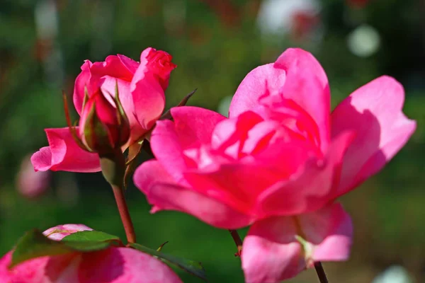 Vista Belo Jardim Vermelho Rosa — Fotografia de Stock