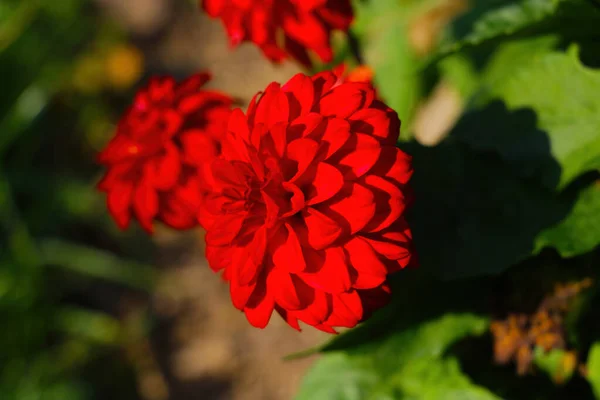 Red Dahlia Flower Blooms Park Sunny Spring Day — Stock Photo, Image