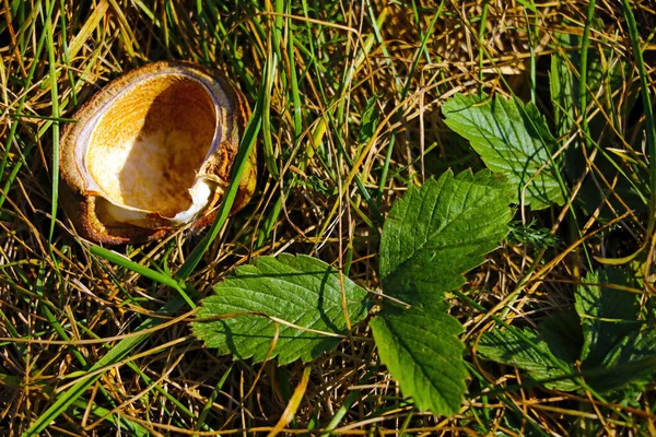 Fűben Van Egy Gesztenyehéj Ősz Kezdete — Stock Fotó