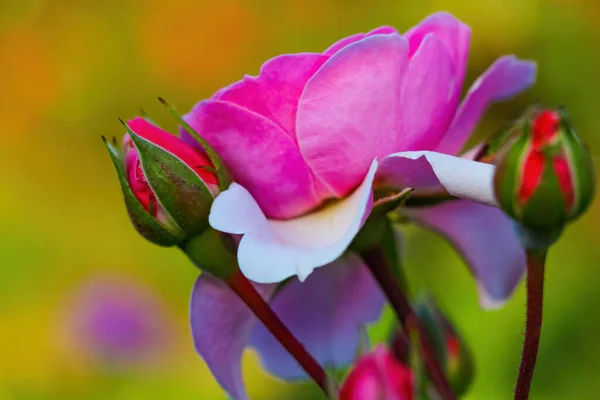 Primo Piano Fiori Rosa Giardino Primavera — Foto Stock