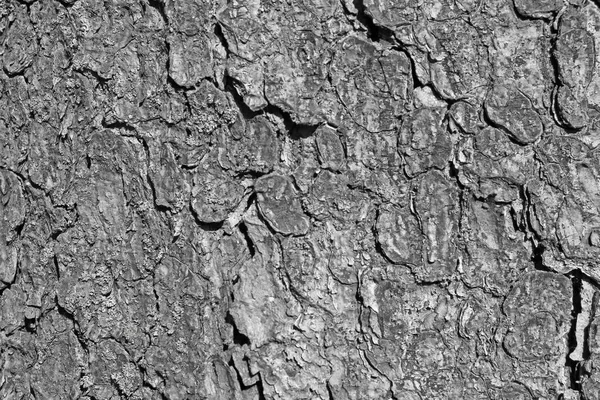 Czarno Białe Zdjęcie Tekstura Kory Drzewa — Zdjęcie stockowe