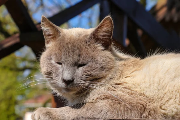太陽の下に灰色の国内猫が横たわっている — ストック写真