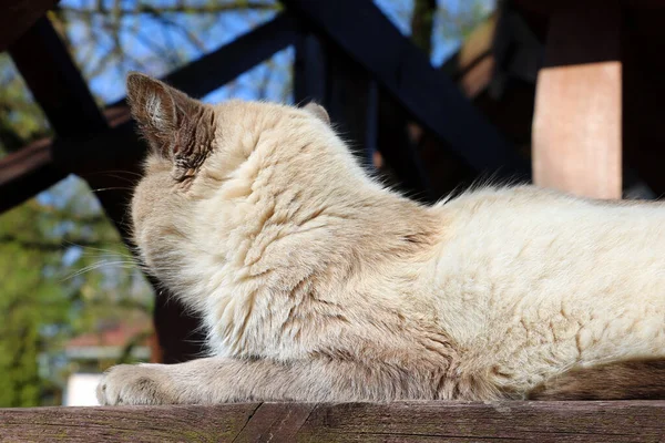 Szary Kot Domowy Kłamie Wygrzewa Się Słońcu — Zdjęcie stockowe
