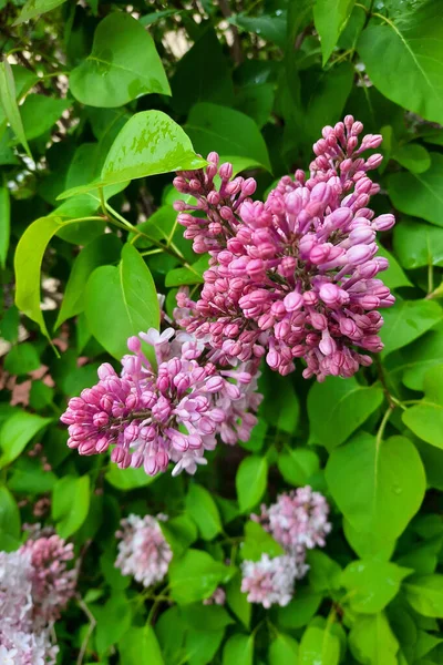 Гілка Бузкових Квітів Парку Навесні — стокове фото