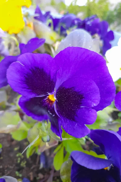 Schön Und Einzigartig Seiner Schönheit Blumen Stiefmütterchen — Stockfoto