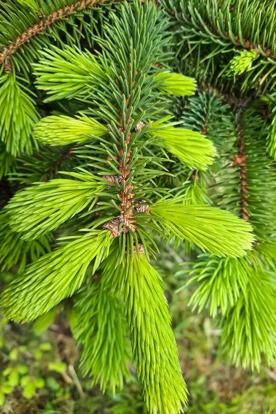 Vacker Ung Grön Gren Gran Skogen — Stockfoto