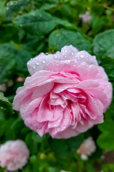 Jardin Rose Fleurit Dans Parc — Photo