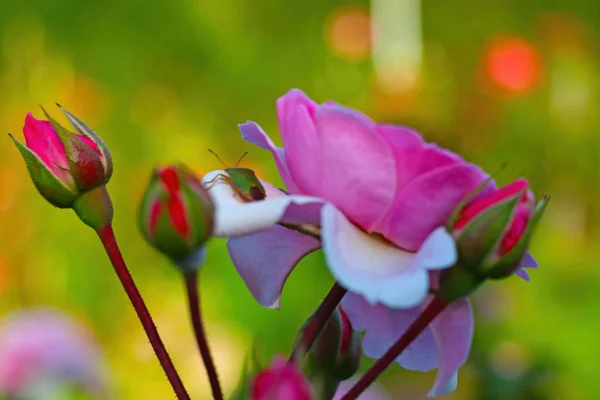 Blommande Trädgård Ros Våren Selektiv Inriktning — Stockfoto