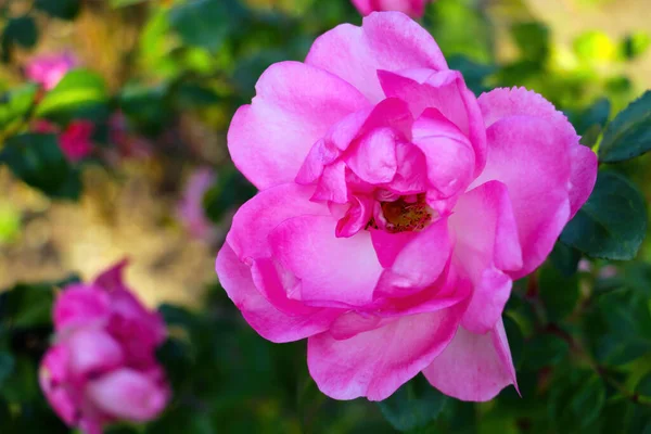 Grande Jardim Rosa Rosa Rosa Flor Parque — Fotografia de Stock