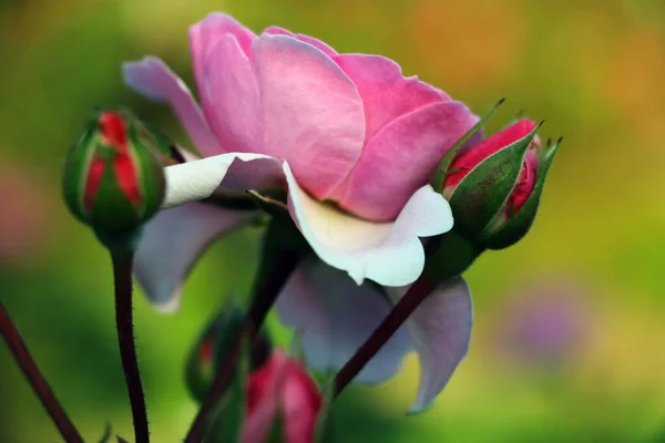 Giardino Fiorente Salito Primavera Odore Fragrante Utilizzato Cosmetologia Profumeria — Foto Stock