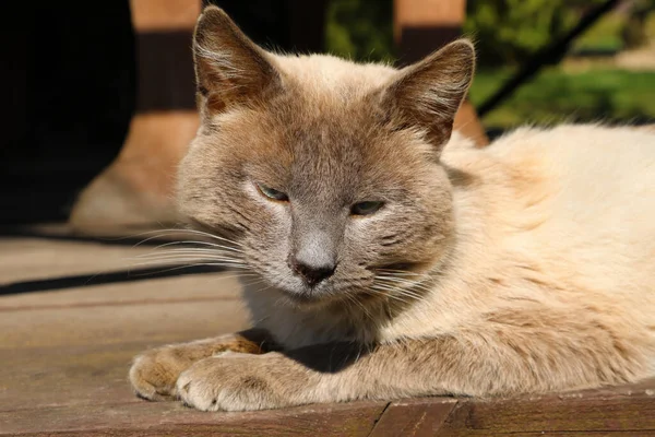 美しい灰色の猫が太陽の下で日光浴ベンチに横たわっています — ストック写真