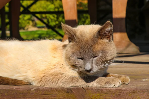 太陽の下に美しい国内猫が横たわっている — ストック写真