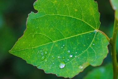 Baharda bir çalılığın ya da ağacın genç yeşil yaprakları