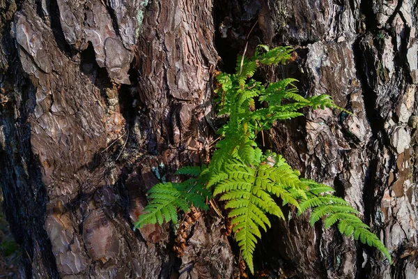 A green fern grows from a tree trunk