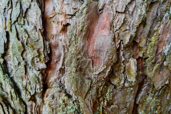 The structure of the bark of a large tree close up