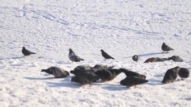 Karda yemek yiyen güvercinlere yakın çekim.