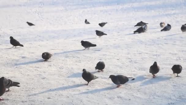 Galambok Járnak Hóban Élelmet Keresve — Stock videók