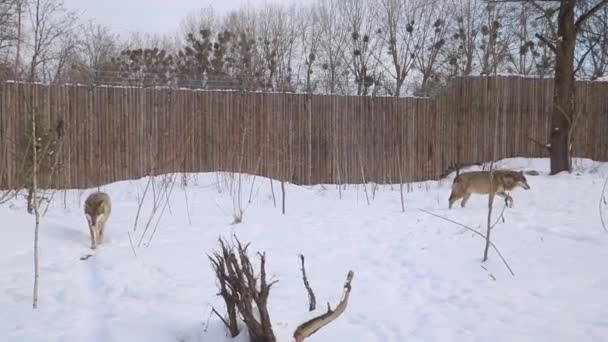 Close Van Een Volwassen Wolf Die Sneeuw Loopt — Stockvideo